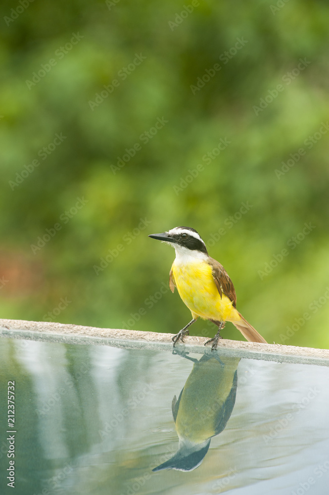 Fototapeta premium White-ringed Flycatcher Sits By Pool