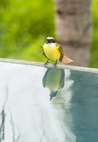 White-ringed Flycatcher Singing and Bathing photo