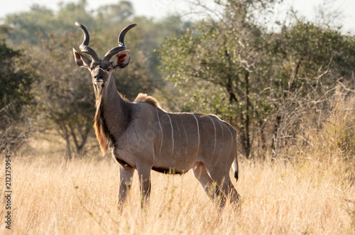 Male Kudu in South Africa