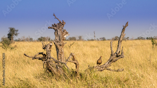 Fototapeta Naklejka Na Ścianę i Meble -  Landscape with dead tree and small Spurfowl perched on a branch in Kruger park South Africa on safari. 