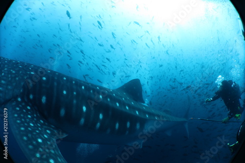 Unedited female whale shark from the Galapagos Islands © Lindsey
