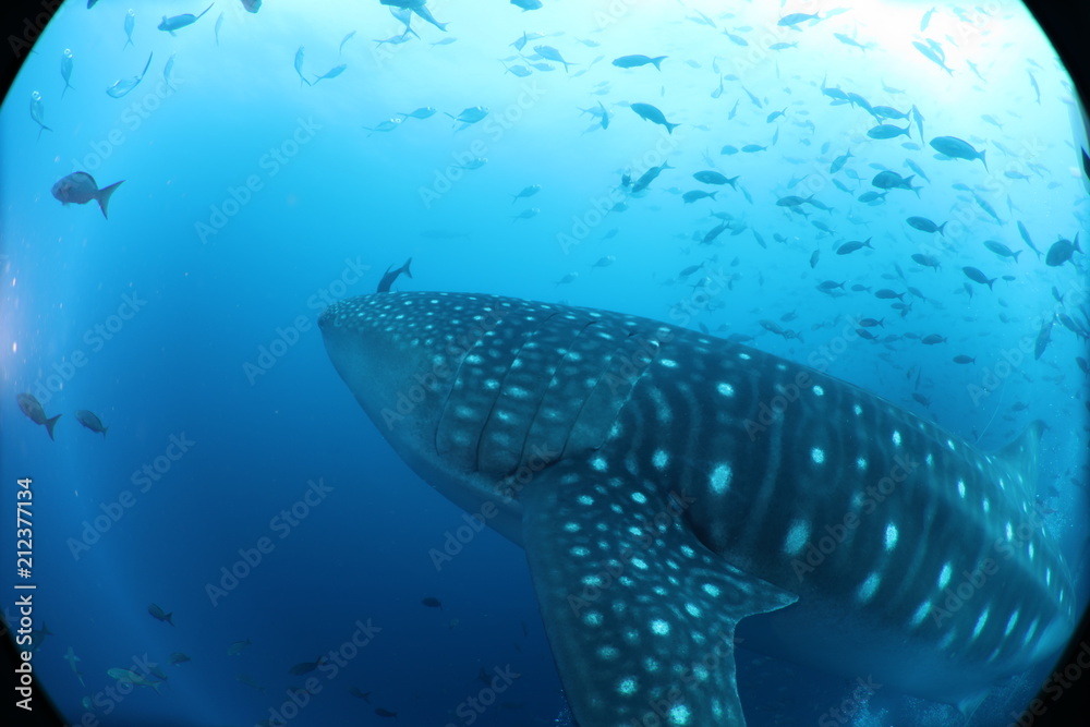 Fototapeta premium Unedited huge pregnant female whale shark from Darwin Island in the Galapagos Islands while SCUBA diving