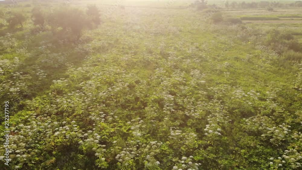 Heracleum, poisonous plant. The sap of it causes phytophotodermatitis in humans, resulting in