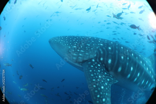 Unedited huge pregnant female whale shark from Darwin Island in the Galapagos Islands while SCUBA diving