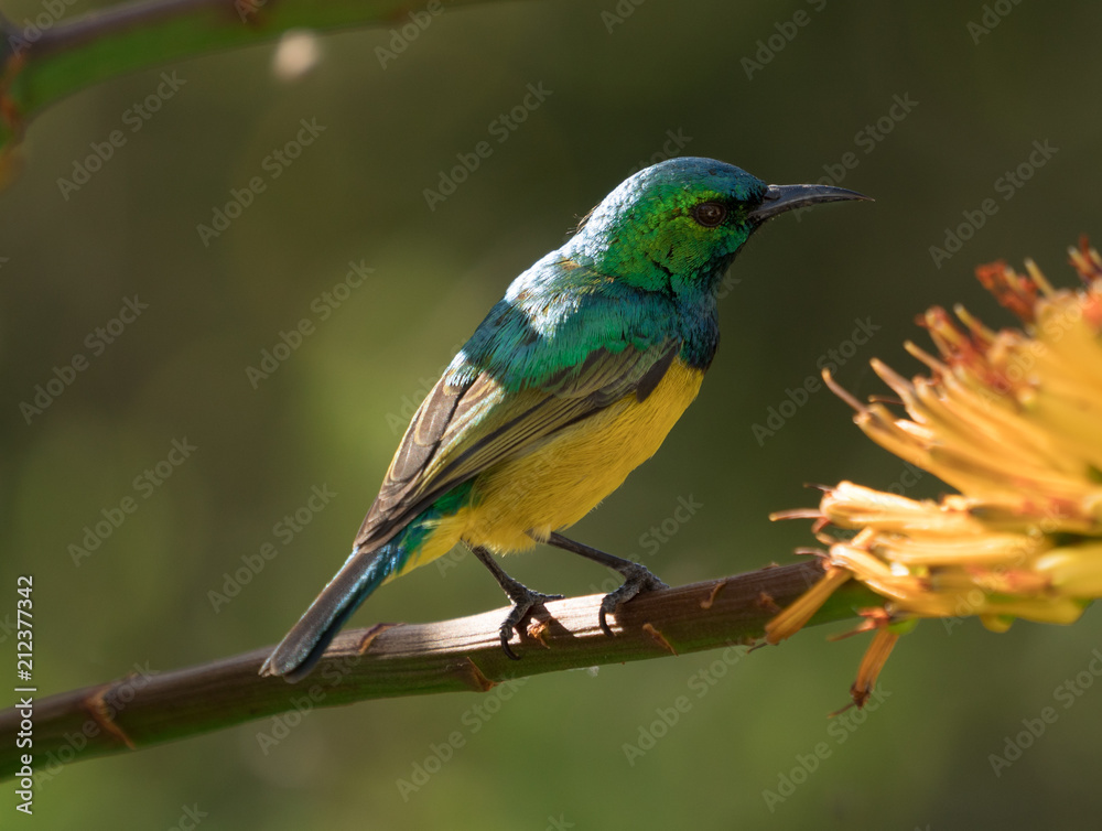 a collard sunbird resting on an aloe plant in Kruger National Park.