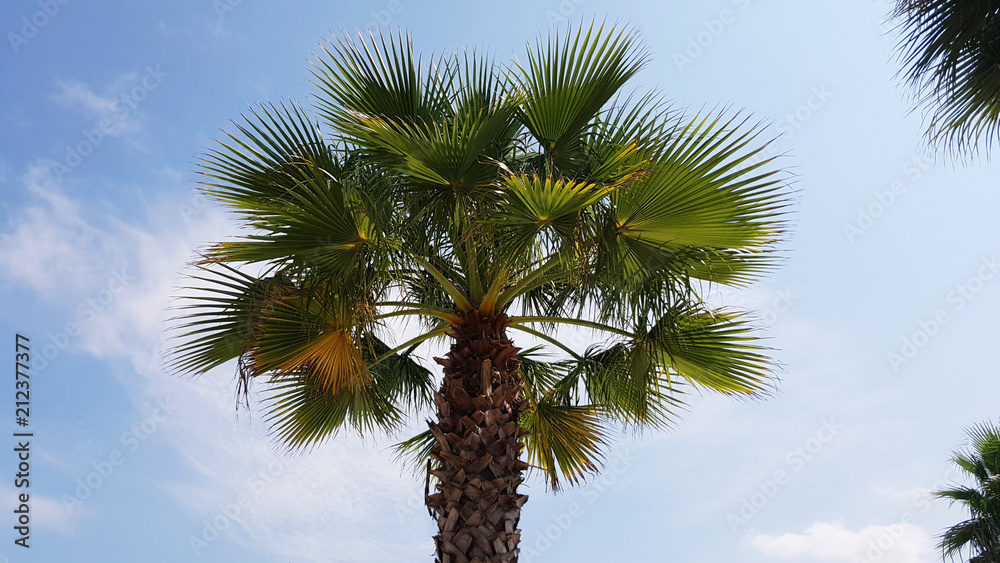 Coconut Palm Tree in a Sunny Day Coconut Palm Tree in a Sunny Day