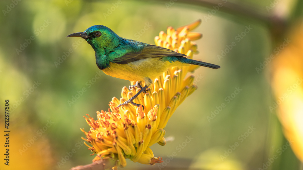 Naklejka premium Collard Sunbird on an aloe bloom in South Africa