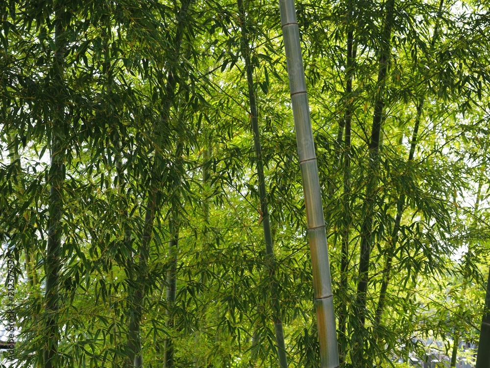 Obraz premium Bamboo green leaves