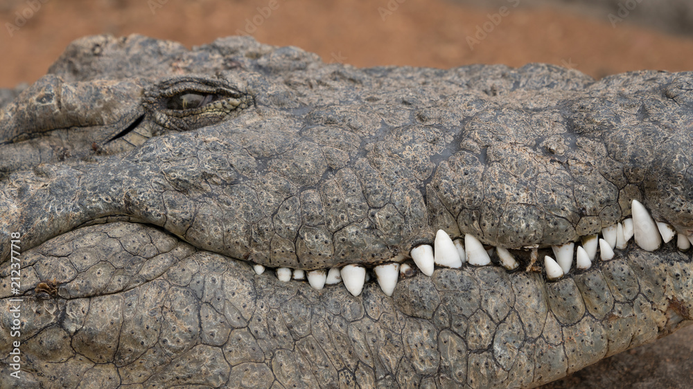 Obraz premium crocodile teeth and head