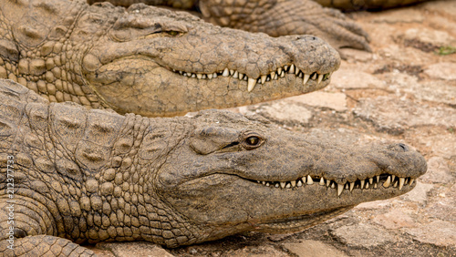 crocodile teeth and head