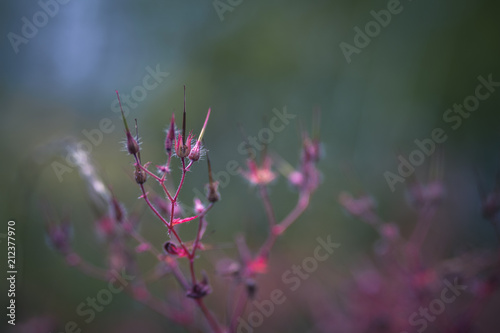 Fototapeta Naklejka Na Ścianę i Meble -  Géranium Herbe à Robert