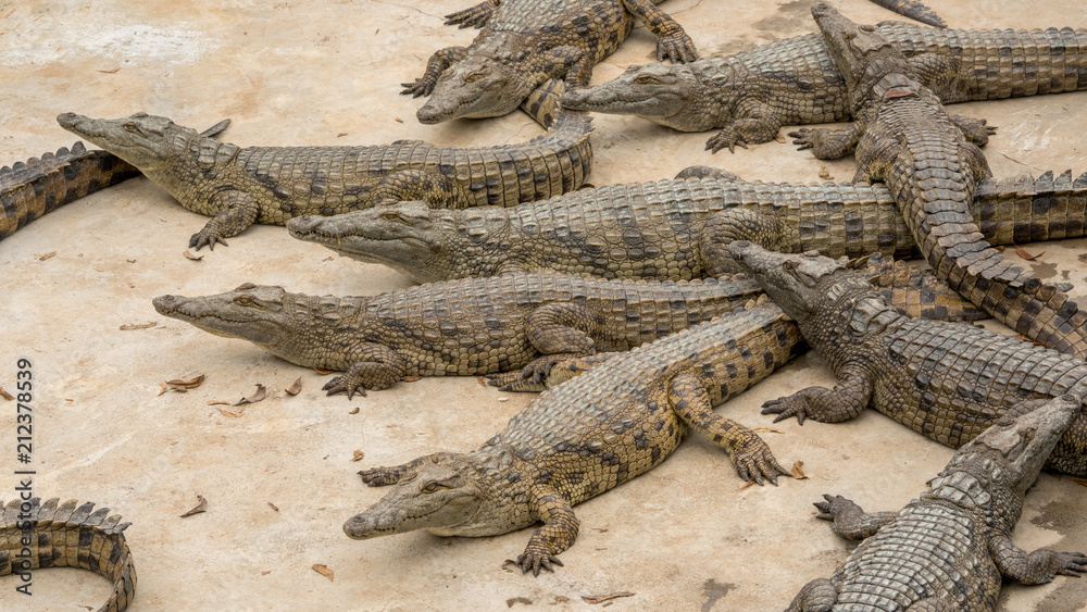 Young crocodiles at a South African Crocodile farm being raised for leather and meat. Young crocodiles at a South African Crocodile farm being raised for leather and meat.