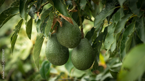 Three avocados hanging from a tree