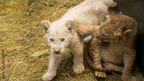 Lion cubs being hand raised, one is a white lion. Lions are at a special care park in south africa.