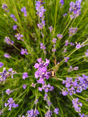 Lavendel mit Hummel 