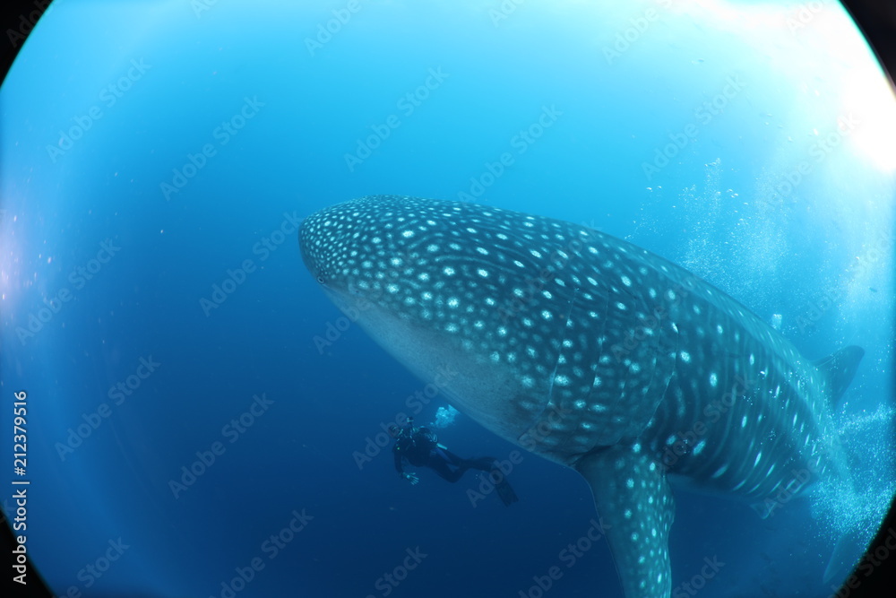Unedited huge pregnant female whale shark from Darwin Island in the Galapagos Islands while SCUBA diving Unedited huge pregnant female whale shark from Darwin Island in the Galapagos Islands while SCUBA diving