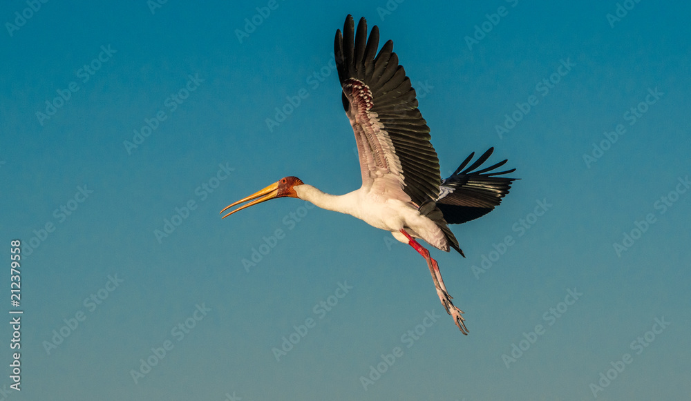 Naklejka premium Yellow billed stork in flight.