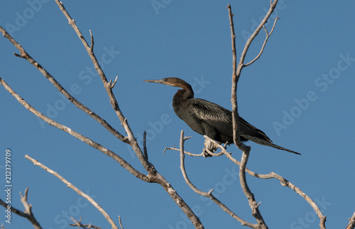 An African darter or snake bird on a tree branch