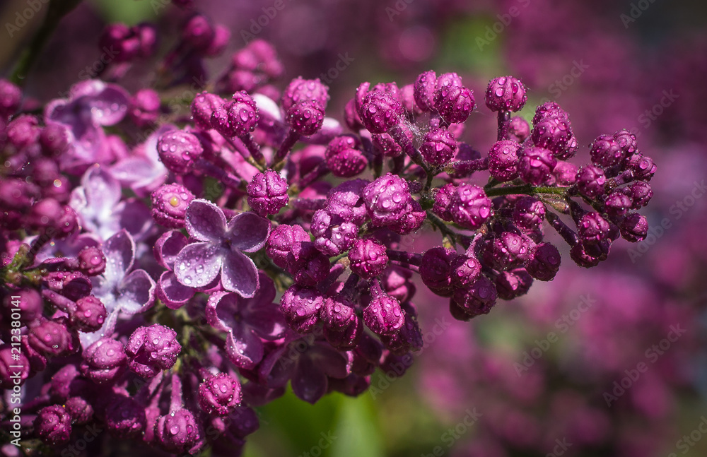 lilac lilac
