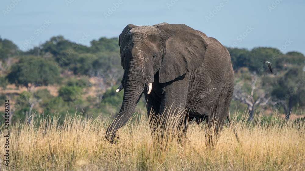 Lone bull elephant walking along the delta in Chobe Park in Botswana