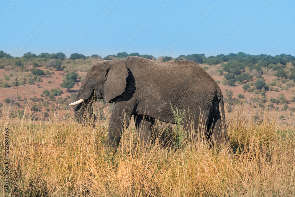 Obraz premium A lone bull elephant wanders along a river bank in africa.