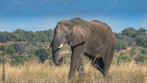 Lone bull elephant in a grassy area in Chobe park Africa. 