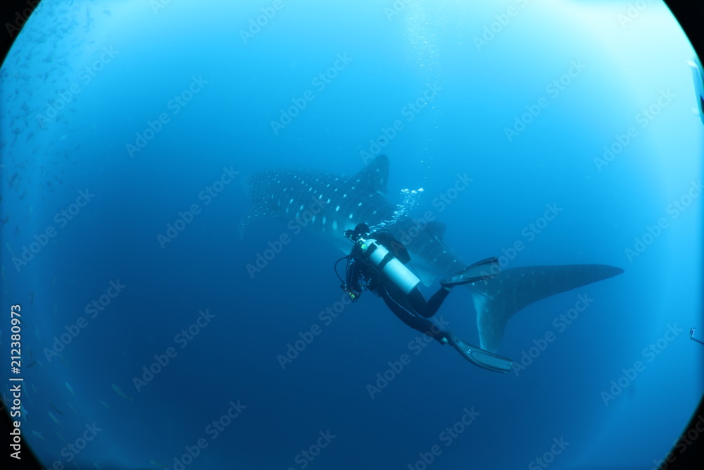 Naklejka premium SCUBA diver with giant female whale shark in Darwin Island in the Galapagos Islands