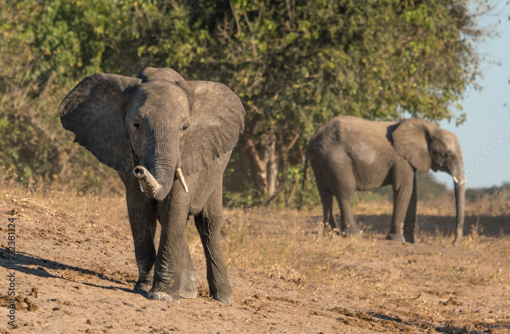 Fototapeta premium Baby elephants in the wild at Chobe park in Africa.