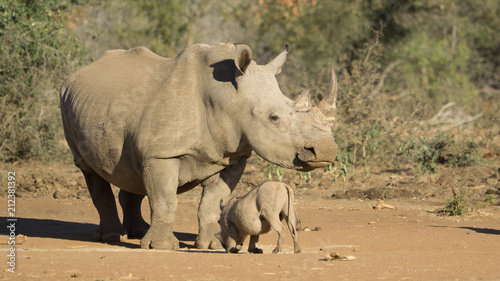 Rhino with a warthog