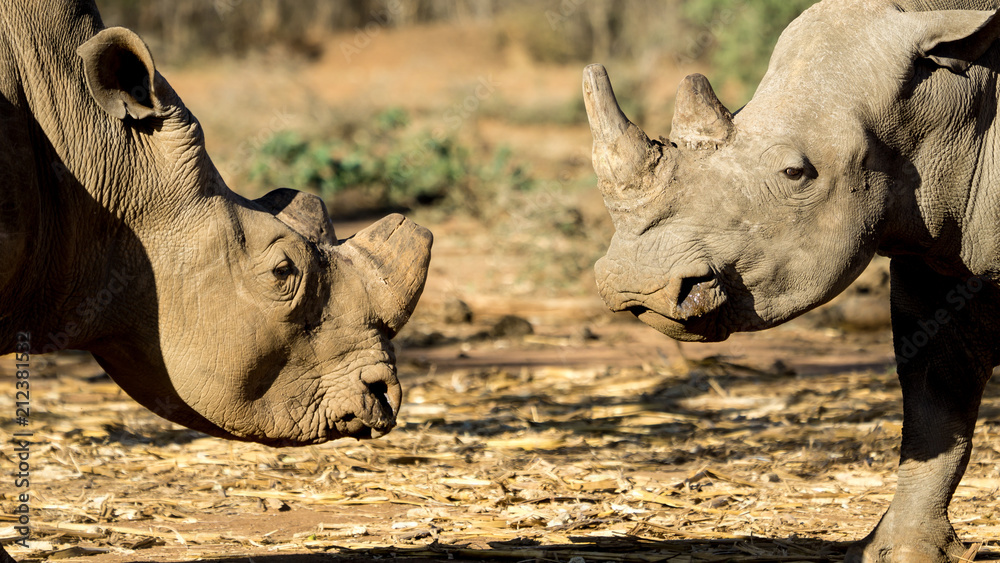 Naklejka premium rhino face off in Africa