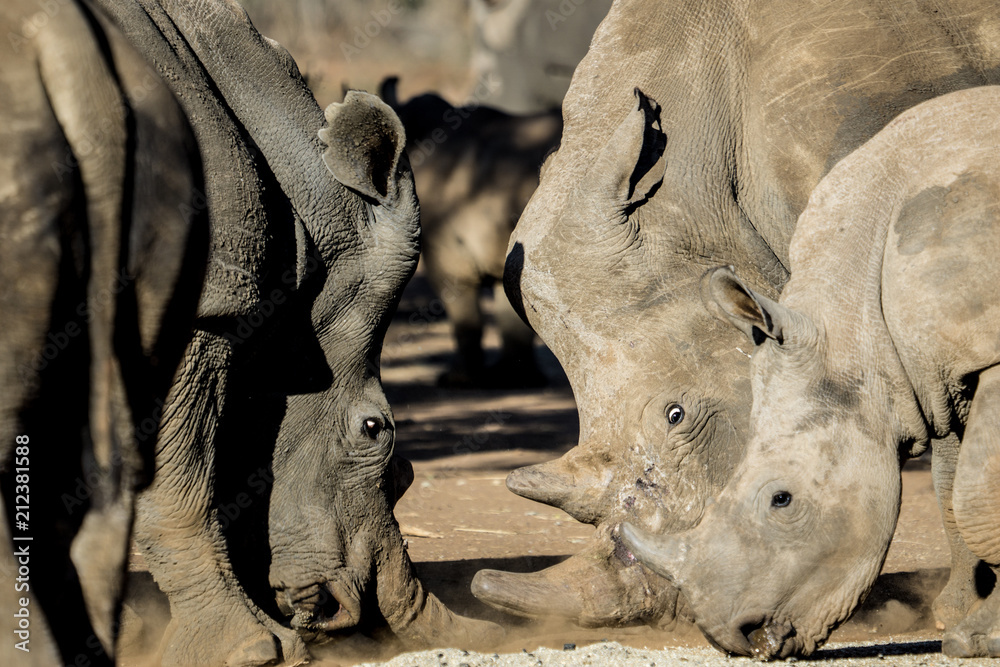Naklejka premium feeding time at horn farm for rhinoceros in South Africa.