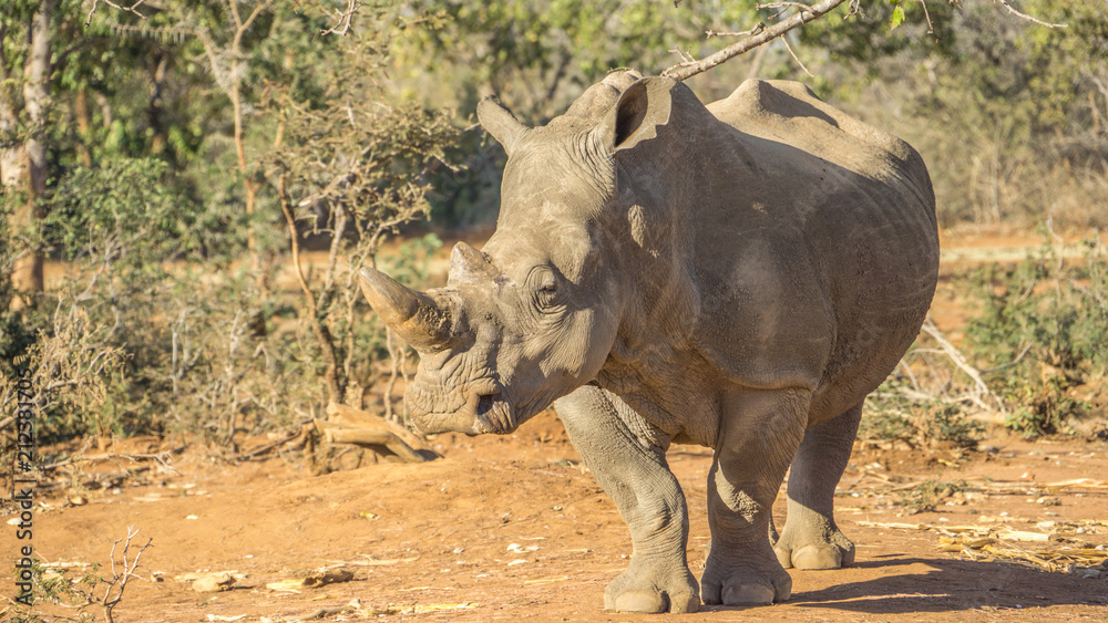 Fototapeta premium Single white rhinoceros in the bush in South Africa.