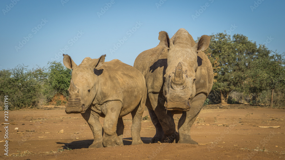 Fototapeta premium Mother and baby white rhinoceros are looking powerful and bold in a game preserve in South Africa.