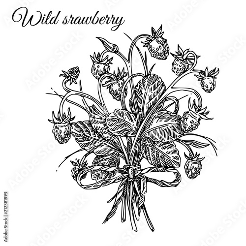 Bouquet of wild strawberry. Sketch. Engraving style. Vector illustration.
