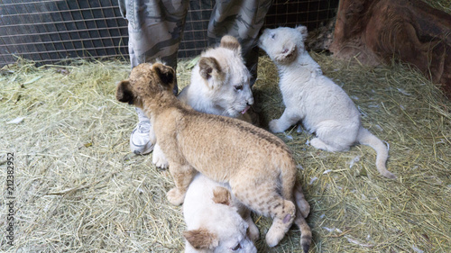 Fototapeta Naklejka Na Ścianę i Meble -  Baby white lion cubs at play in South Africa rehab park. 