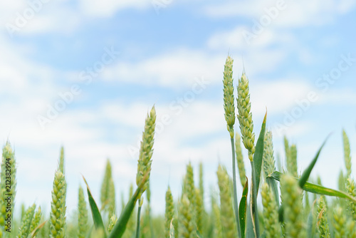 field of winter wheat green close-up of ear