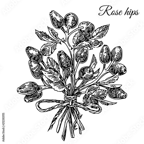 Bouquet of branches rose hips. Sketch. Engraving style. Vector illustration.