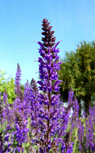 Purple Stachys close-up in nature, betony medicine herbal