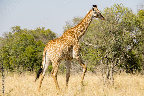 Giraffe in the african bush 