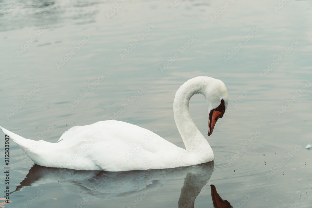 Fototapeta premium Swans in London