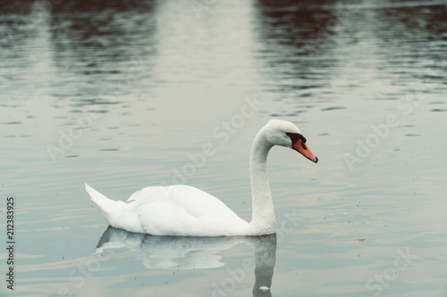 Swans in London © parrot
