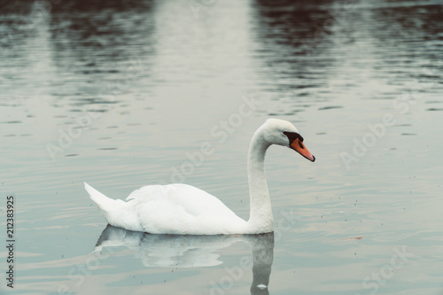 Swans in London