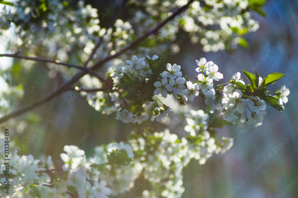 Blossom cherry tree branch with flowers. Sakura in spring and sunshine with a blur background. Blossom cherry tree branch with flowers. Sakura in spring and sunshine with a blur background.
