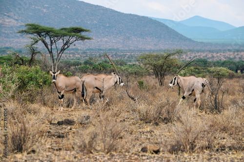 A herd of East African Oryx at Samburu National Reserve, Kenya