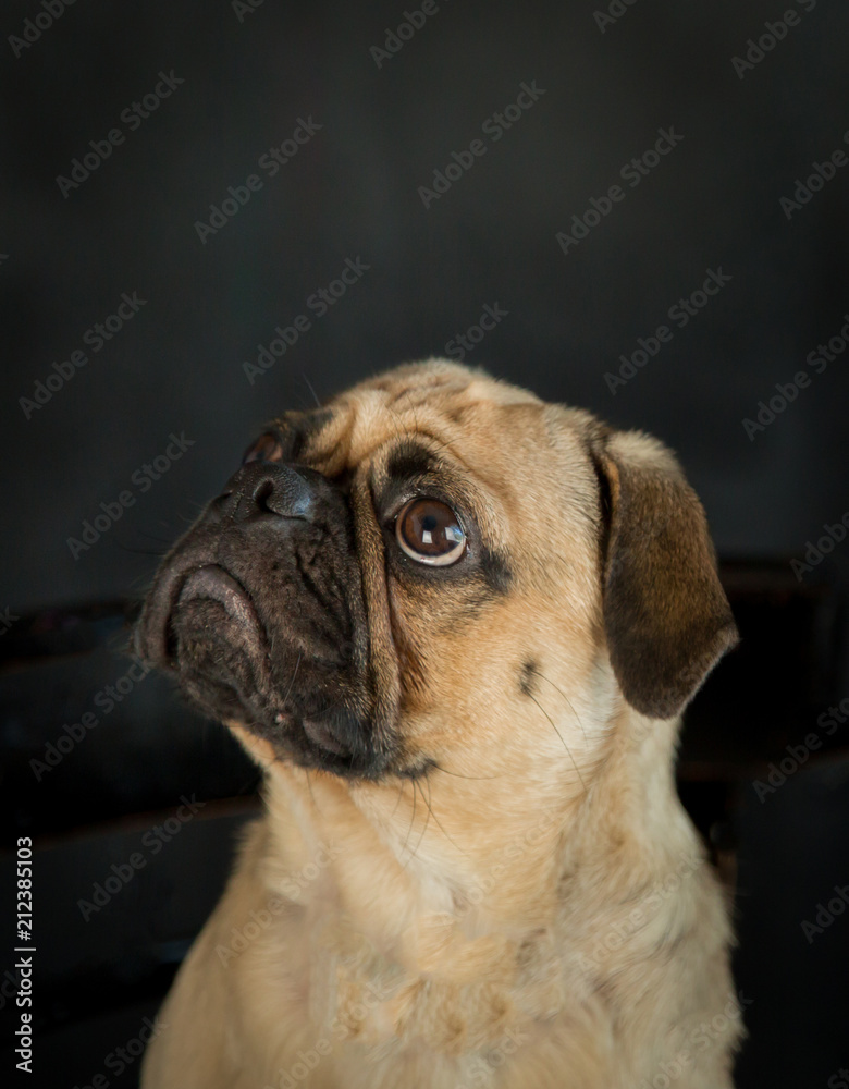 Sad and cute pug dog face on a black background