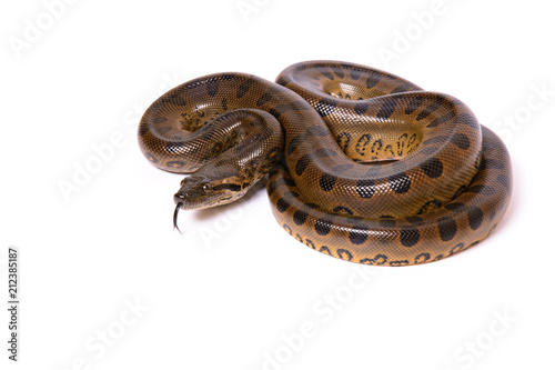 Green anaconda (Eunectes murinus) - 2 photo