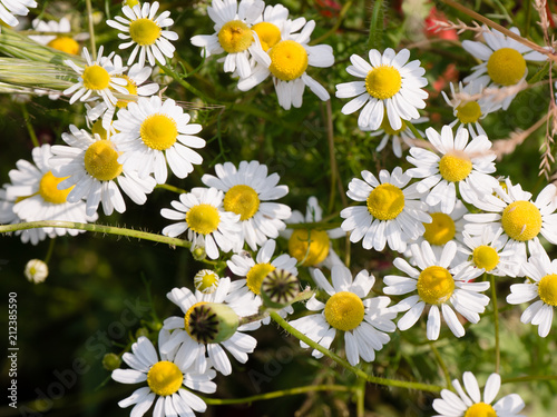 field of chamomile flowers