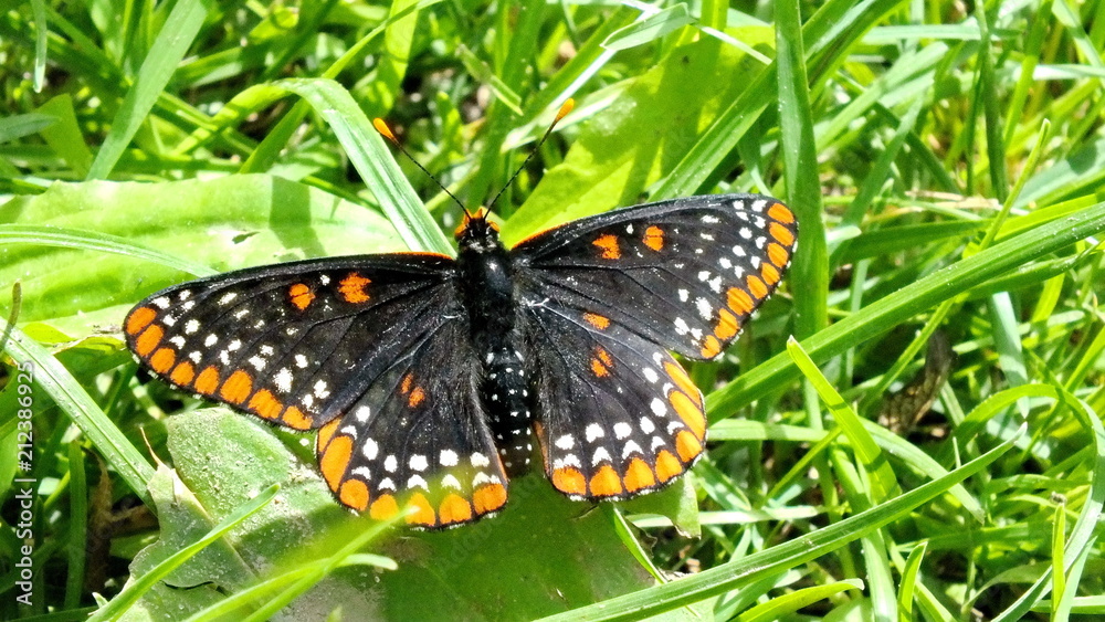 Obraz premium Baltimore Checkerspot Butterfly