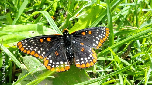 Baltimore Checkerspot Butterfly