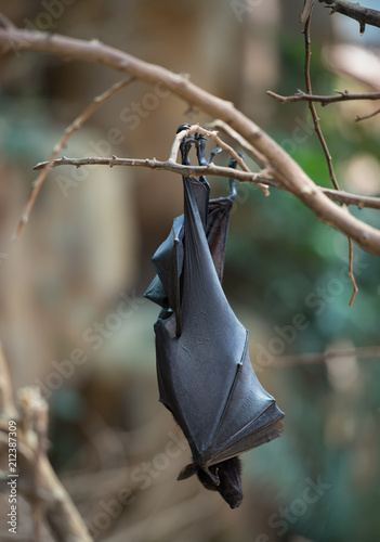 Bat hanging on a branch
